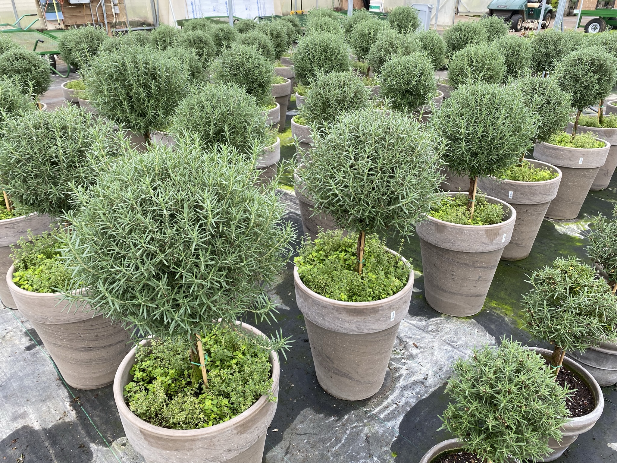 Rosemary topiaries in brown clay pots lined up on a greenhouse floor