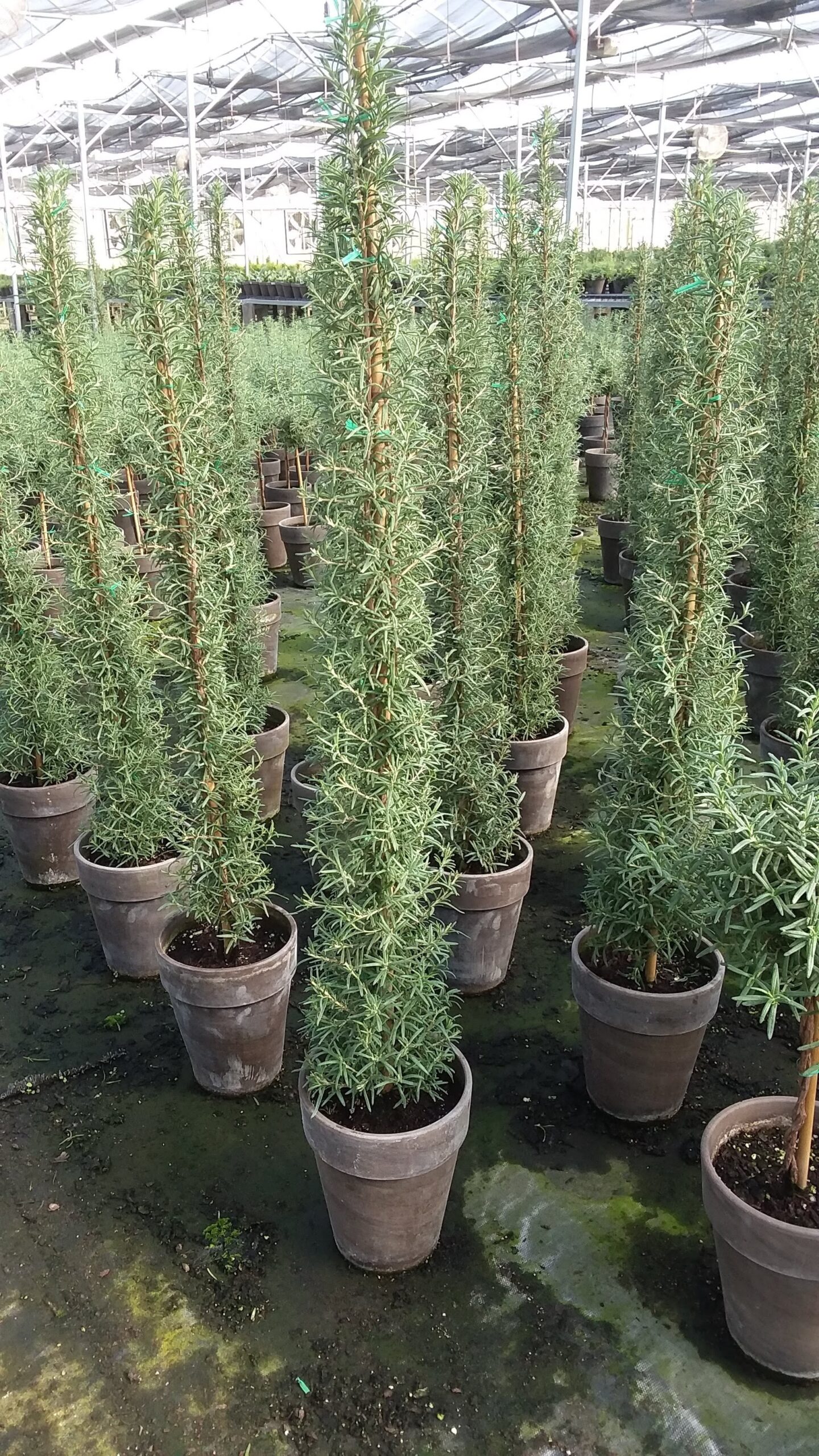 a group of tall Rosemary column topiaries in brown clay pots in a greenhouse