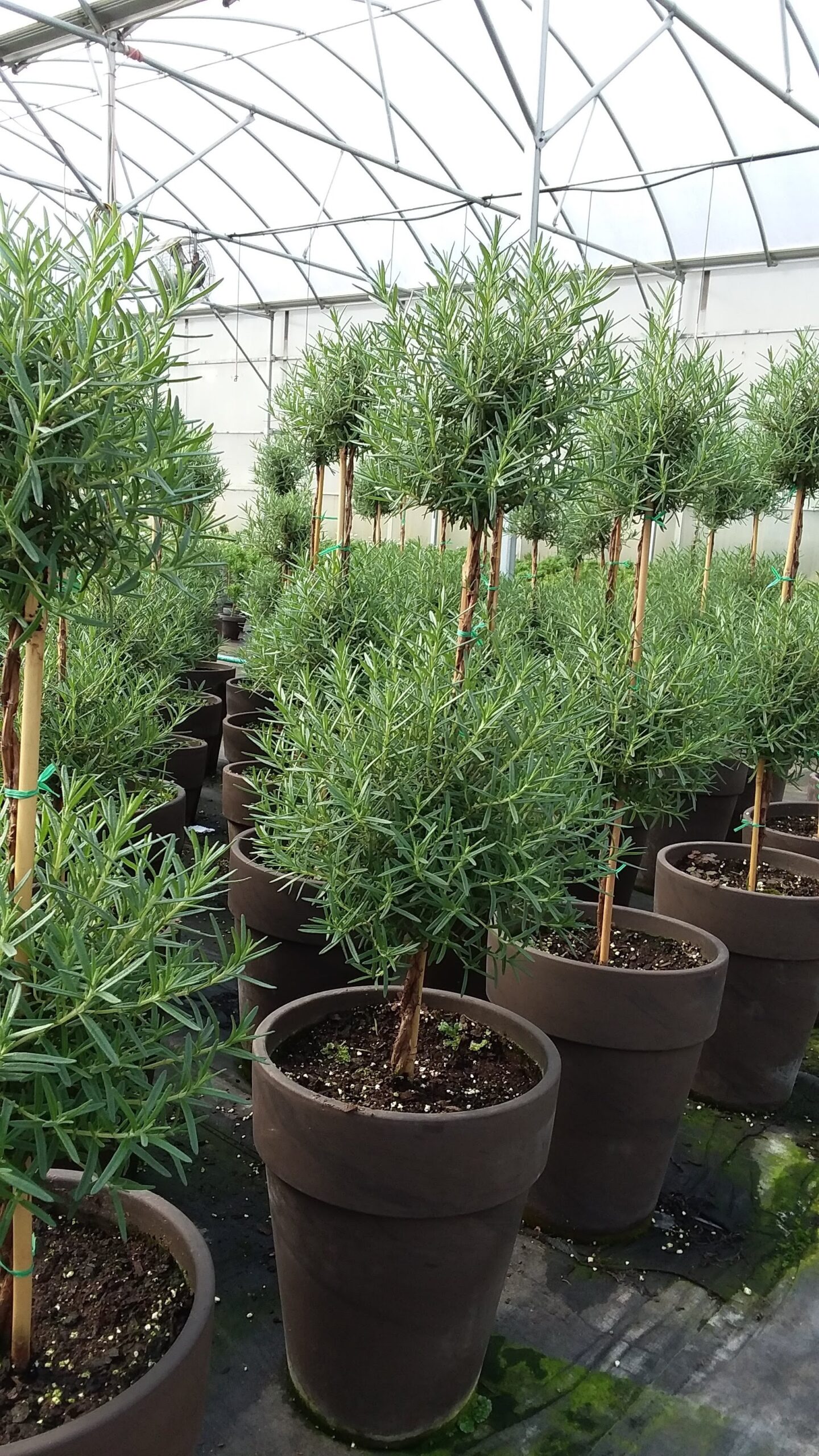 rows of double globe Rosemary topiaries in brown clay pots