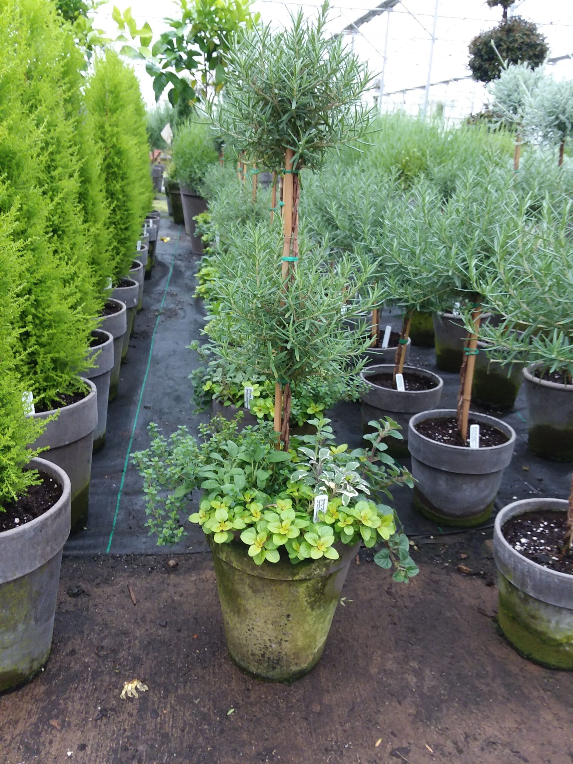 Rows of Rosmary double topiaries with various herbs surrounding the base