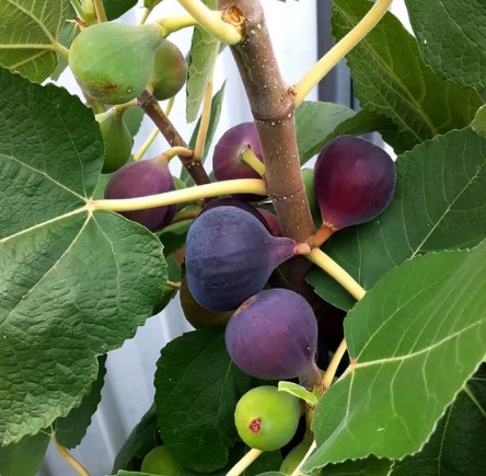 Chicago Fig