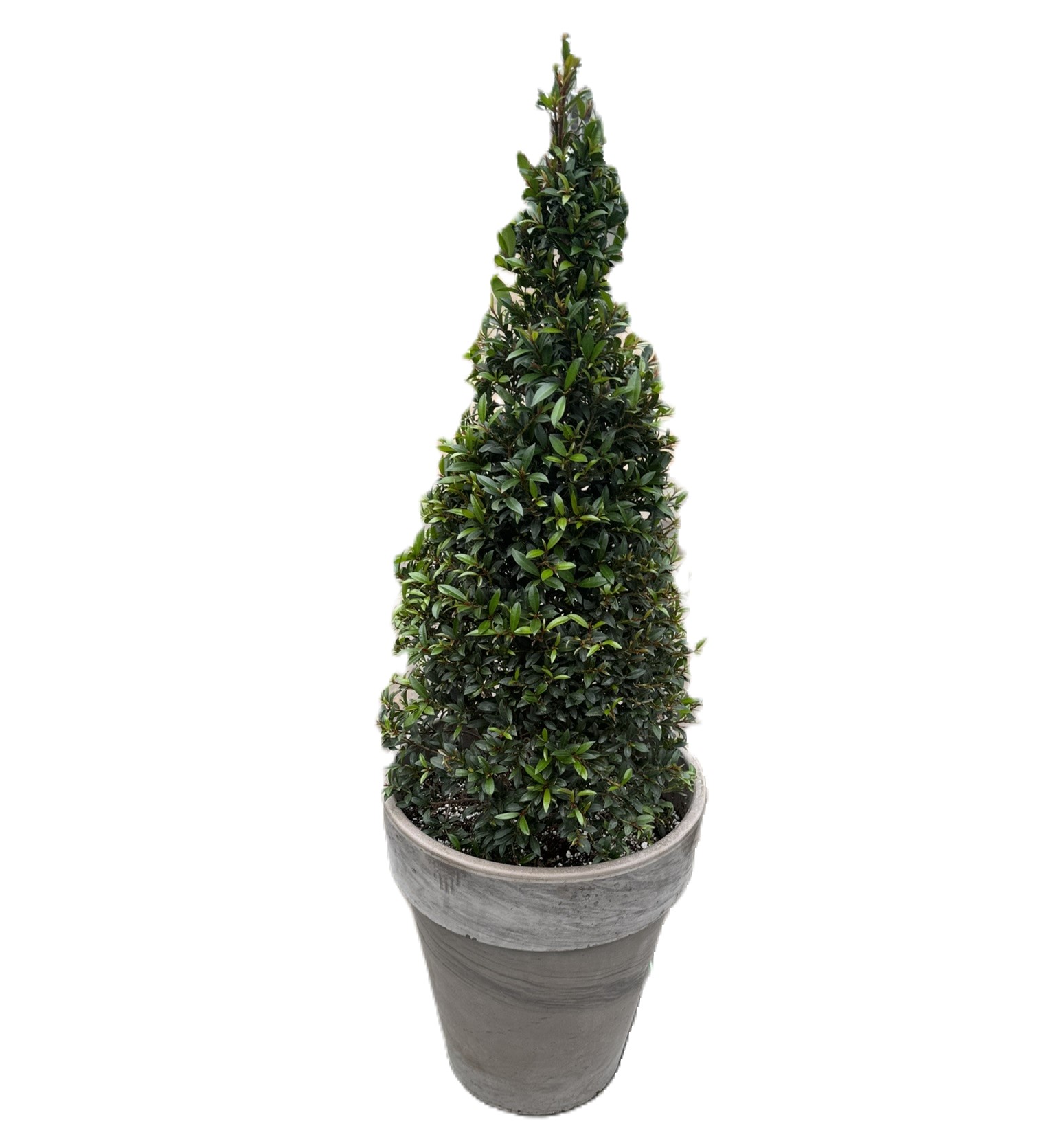 Eugenia Cone in 15 and 17in pots
