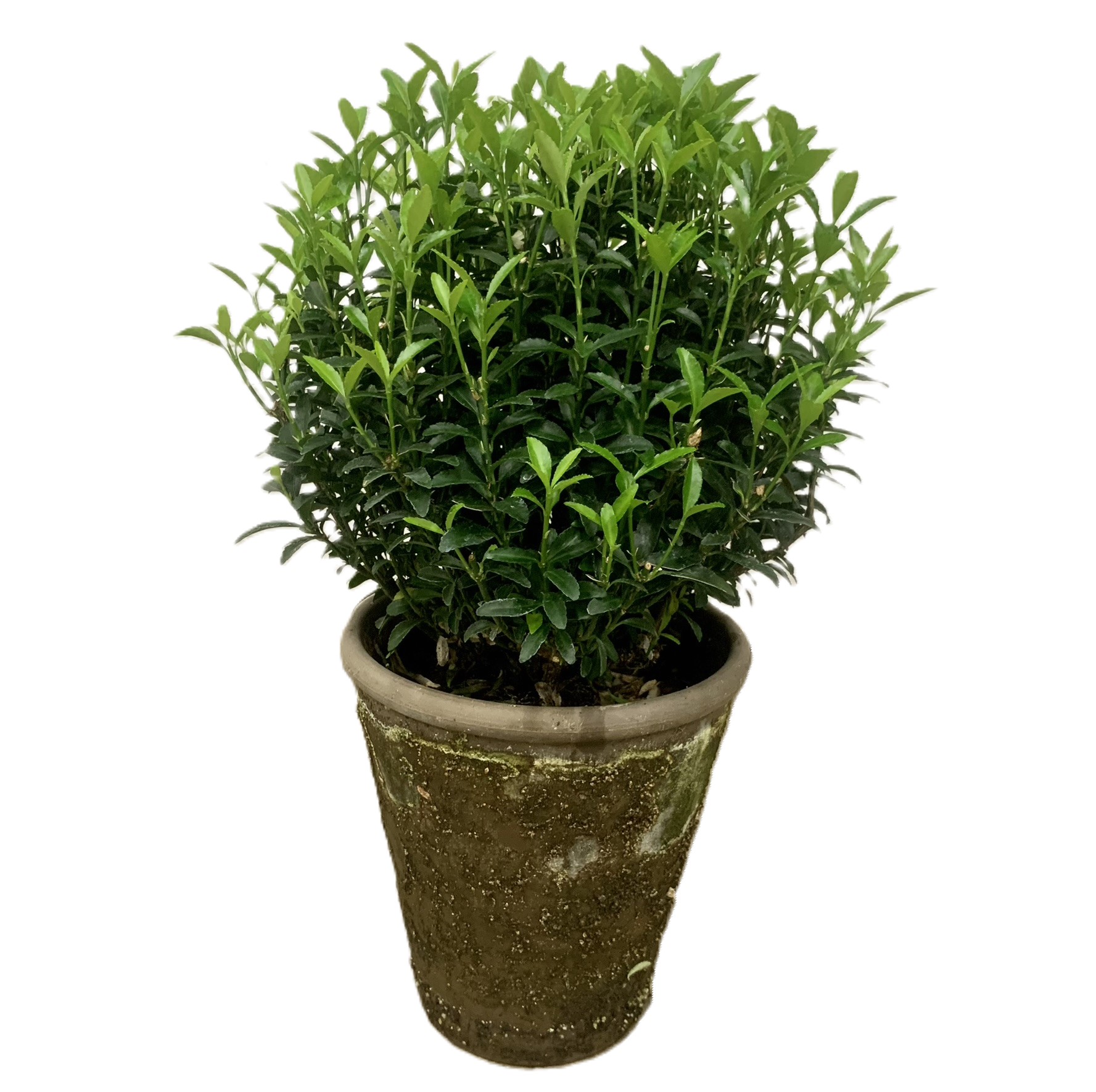 Euonymus