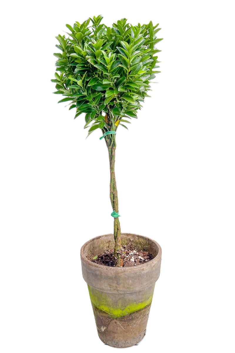 Euonymus