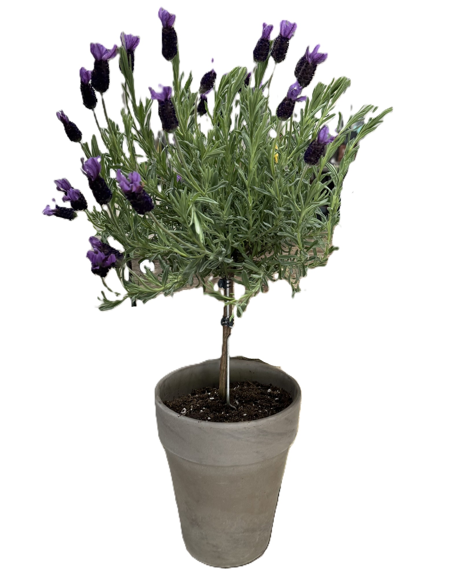 Lavender