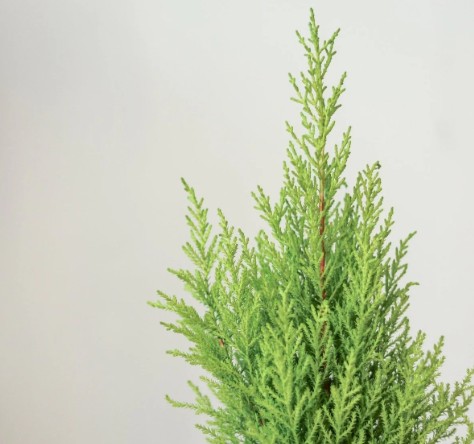 Lemon Cypress 1