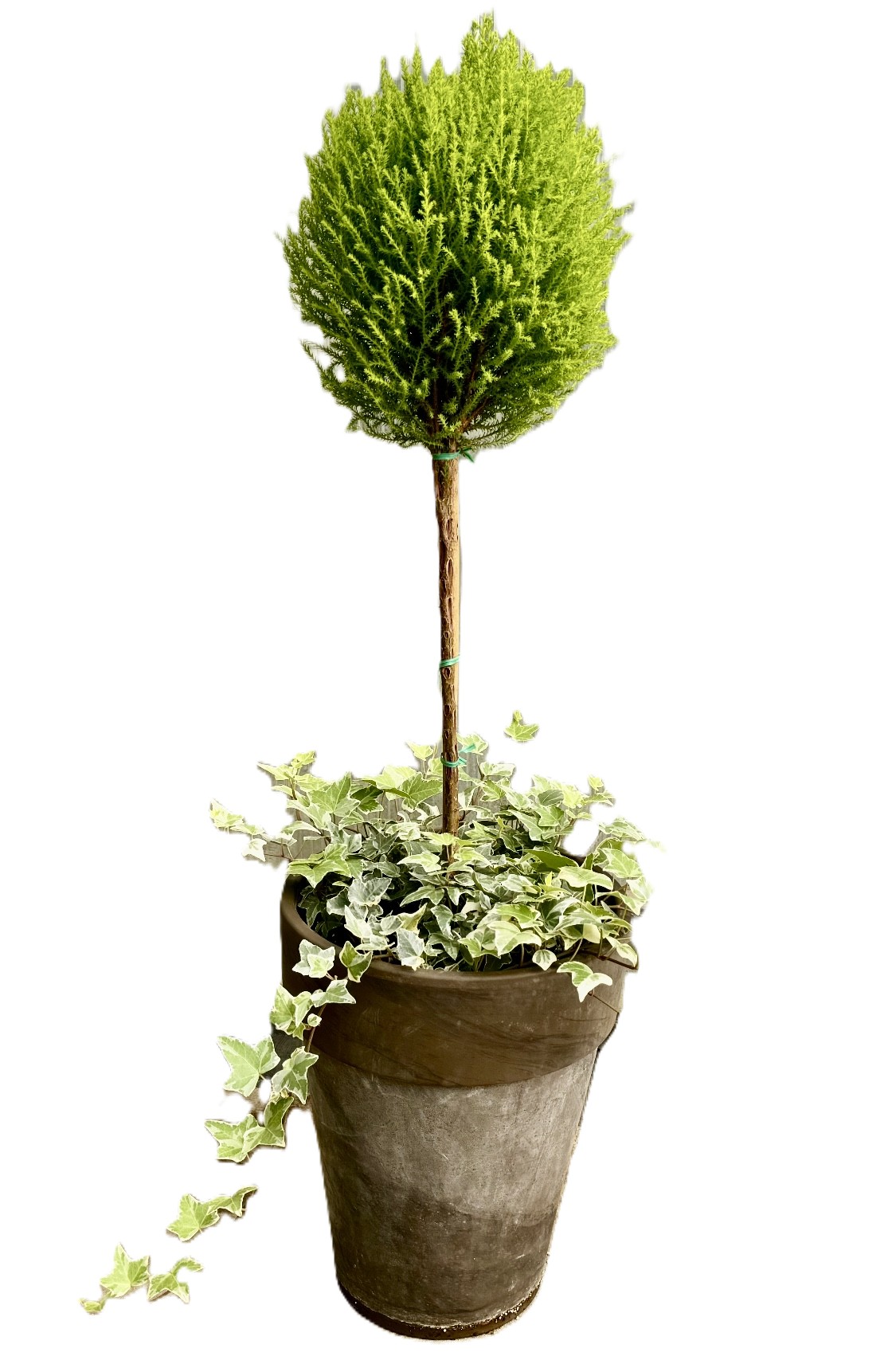 Lemon Cypress Single Ball w- var ivy in 10in