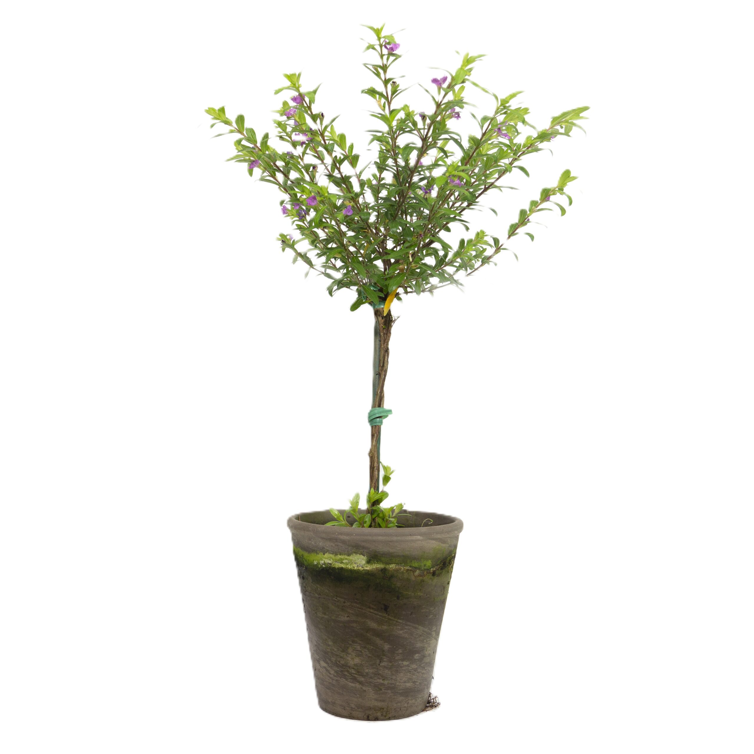 Mexican Heather