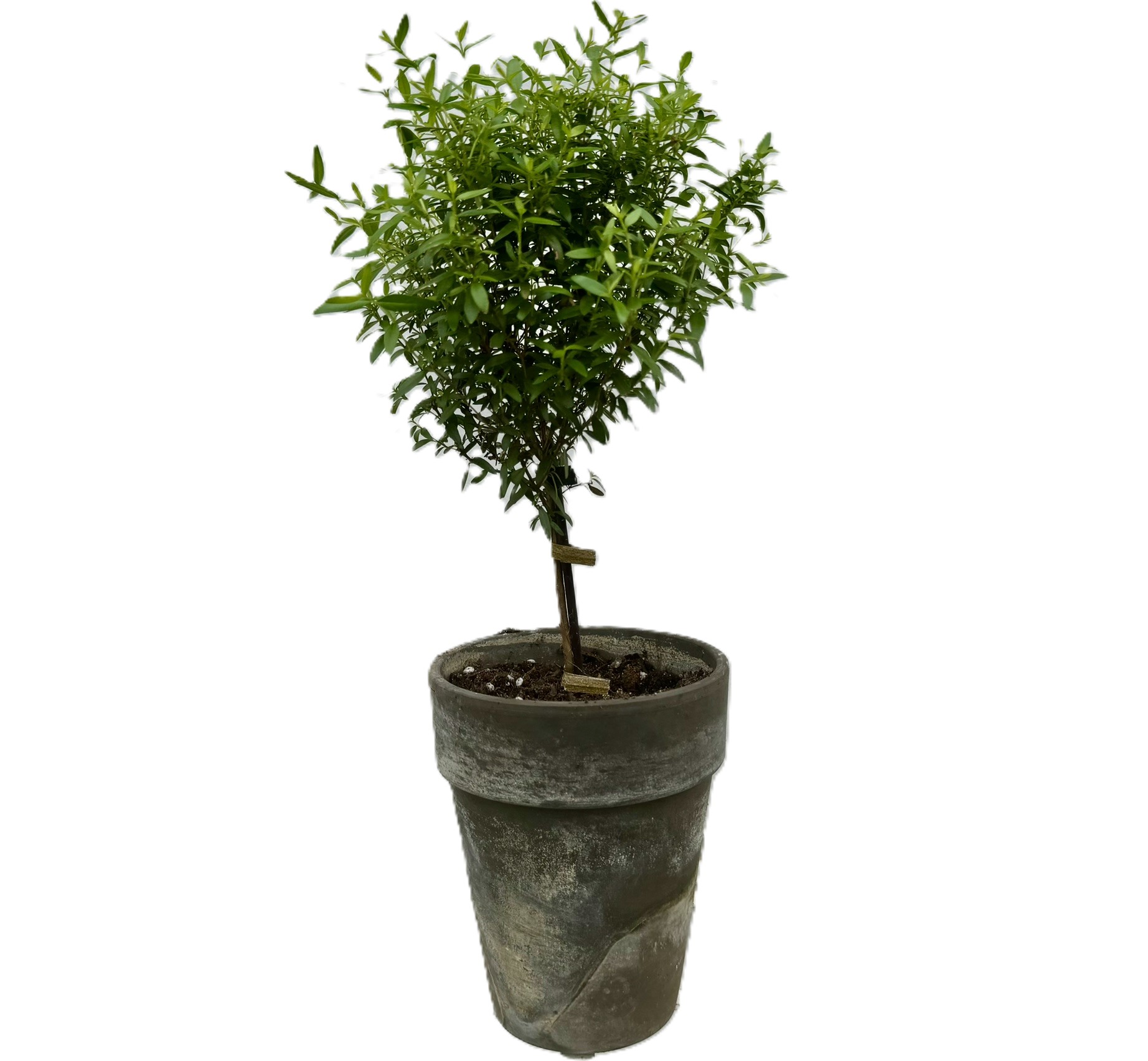 Myrtle