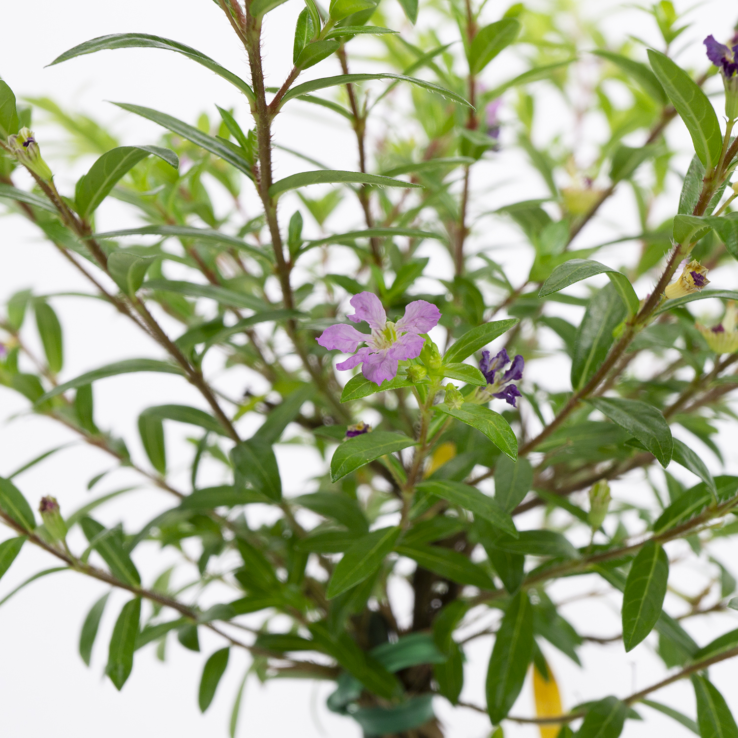 OWG_MexicanHeatherPurple_Detail