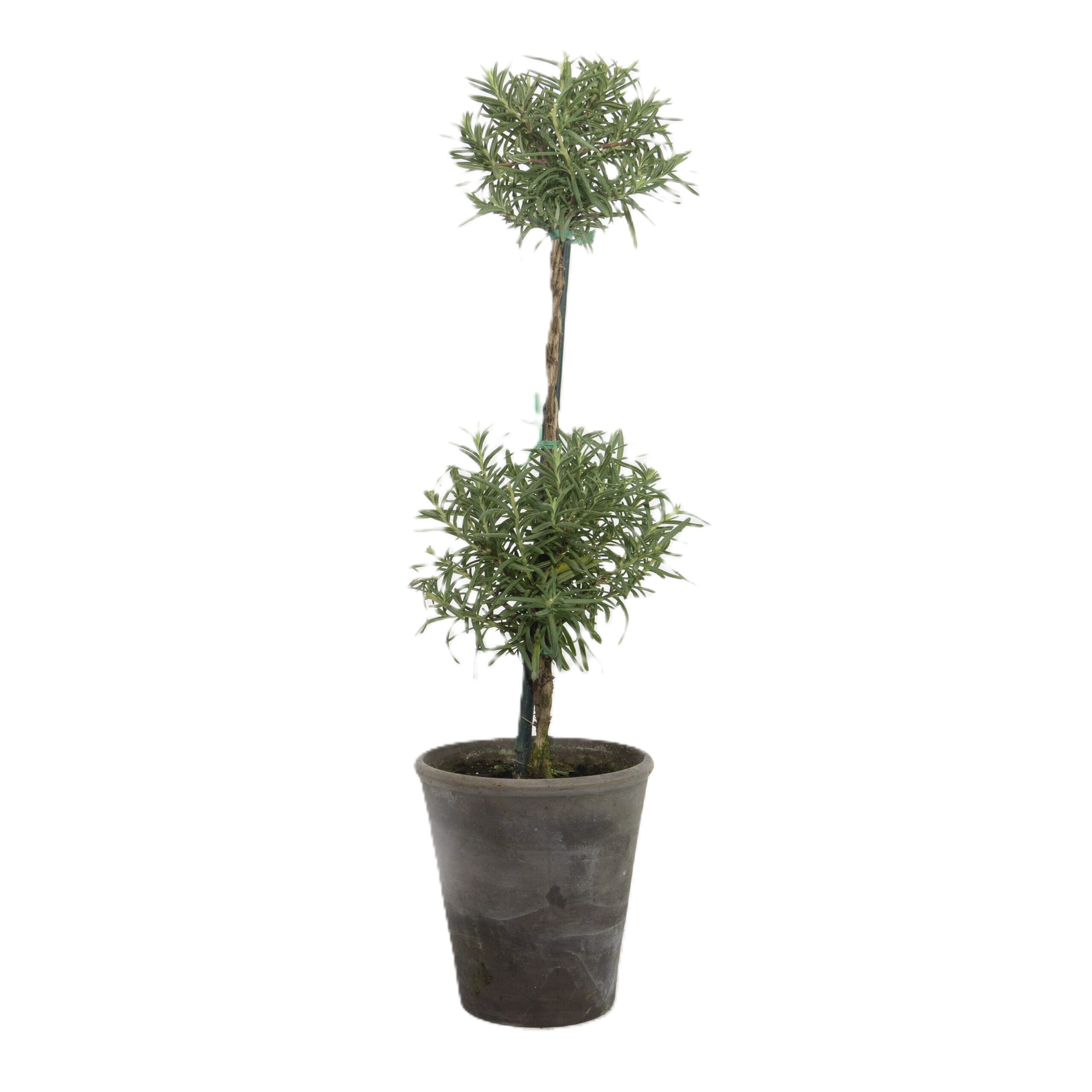 Rosemary
