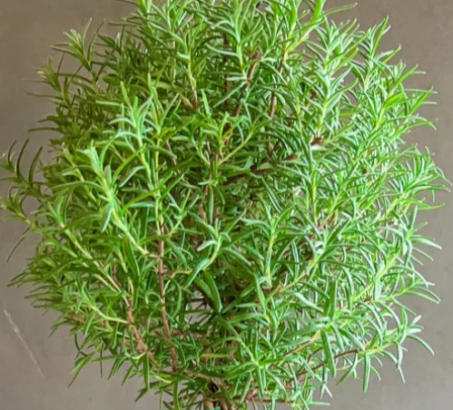 Rosemary