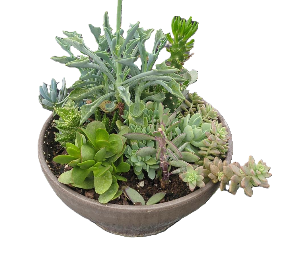 Succulents & Cacti