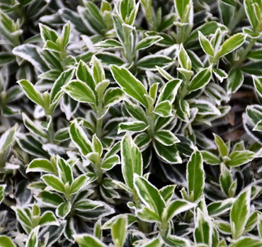 Var euonymus